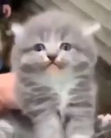 кот умер.mp4