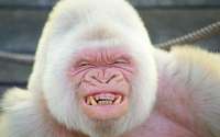 gorillaalbinos.jpg