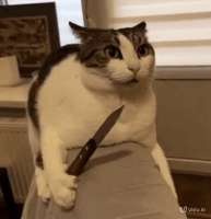 cat-cat-meme.gif