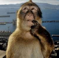 monkey think.png