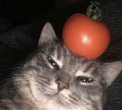 pomidor.jpg