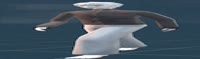 fina2l.webm