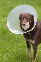 KelpiewearinganElizabethancollar.jpg