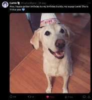 Also, happy golden birthday to my birthday buddy, my puppy Leela! She is 11 this year.png
