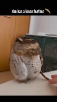 loose feather🪶🦉 #owl #owls #youtubeshorts #cute  #shortsfeed #shortsvideo.mp4