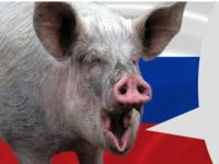 pig.mp4
