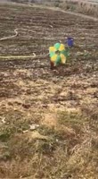 15950055033870.webm