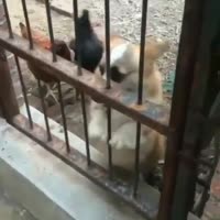 15864758630840.webm