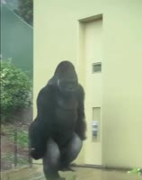 17491347318420.mp4