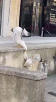 -3483627461199185245.mp4