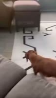 2418938388144386504.mp4