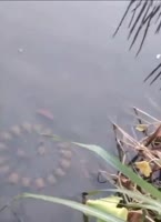 4807095096581722064.mp4