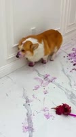 4564.mp4