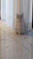 -9067135033429233140.mp4