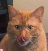 orange-cat-lick.png