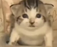 16735072952080.webm