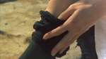 Picnic at Hanging Rock(1975).1080.mkvsnapshot00.30.27.976.jpg