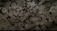 15996841624240.webm