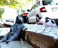 catz2.jpg