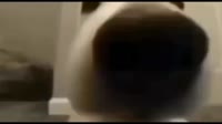 собака нюхает камеру.mp4