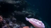 Beatboxing blobfish. 🔊 Made with Veo 3 in @Gemini.mp4