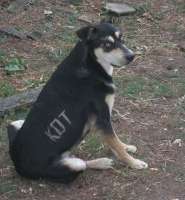 пёс кот.jpg