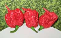 CarolinaReaperpepperpods.jpg