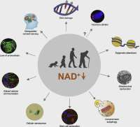 NAD-delineweb-1024x934.webp