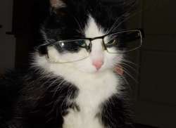 Meow.jfif