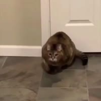17145129564342.mp4