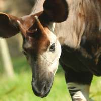 okapi.jpg