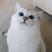 котечка.jpg