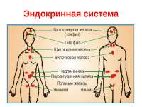 endokrinnaya-sistema.jpg