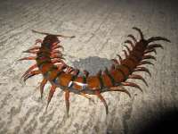Scolopendragigantea.jpg