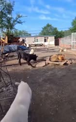 17523500774370[1].webm