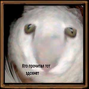 3hlj2kpplg.jpg