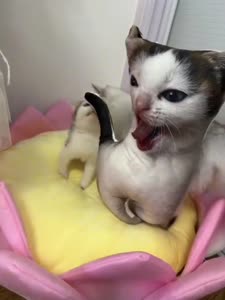 17256558251003.mp4