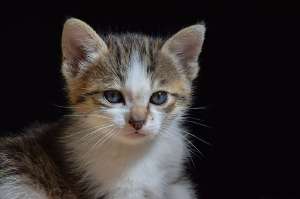 1-month-oldkittens32.jpg