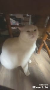 video2025-08-1002-01-32.mp4