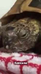When to put your turtle in the refrigerator#short #turtle #usa #india.mp4