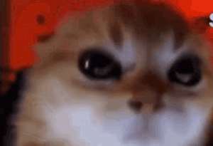 17354039716900.gif