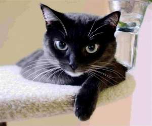 5431110557animals-pibig-info-p-kot-i-bokal-vina-zhivotnie-vkontakte-12.jpg