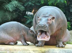 zoo-249311920-1024x752.jpg