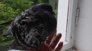 VID20250620212750.mp4