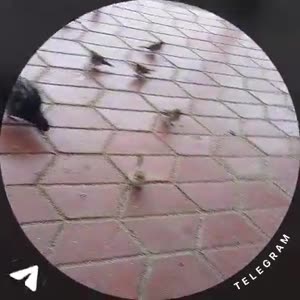 1754122672555.mp4