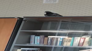 VID20250818182137.mp4