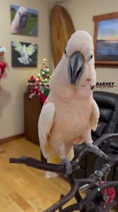 17535598966410.mp4