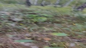 VID20250826194035.mp4