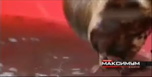 17563708949160.mp4