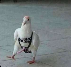 ykiefij0t2561.jpg
